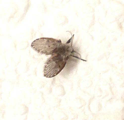 Réf. 213 790 : Clogmia albipunctata